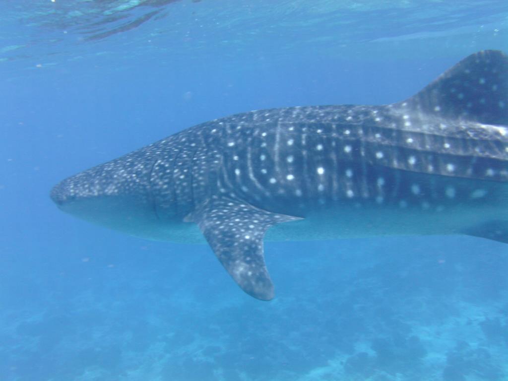 Sun Tan Beach Hotel Maafushi Luaran gambar